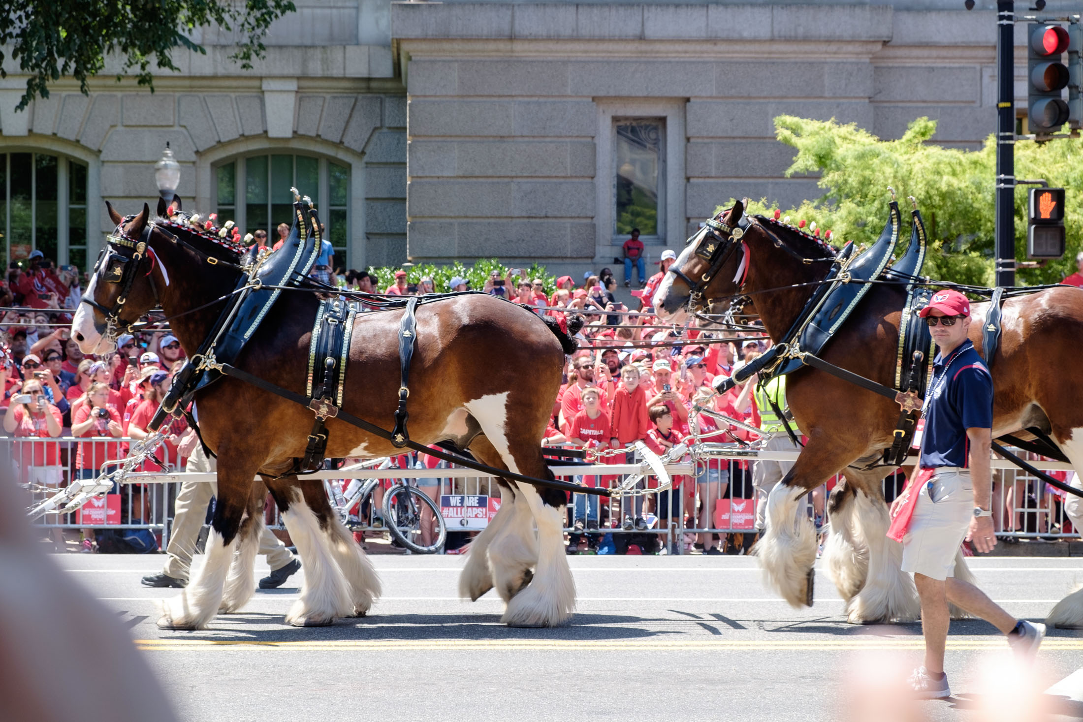 Heavy horses (clydesdale) pulling the budweiser carriage. No free beer…
