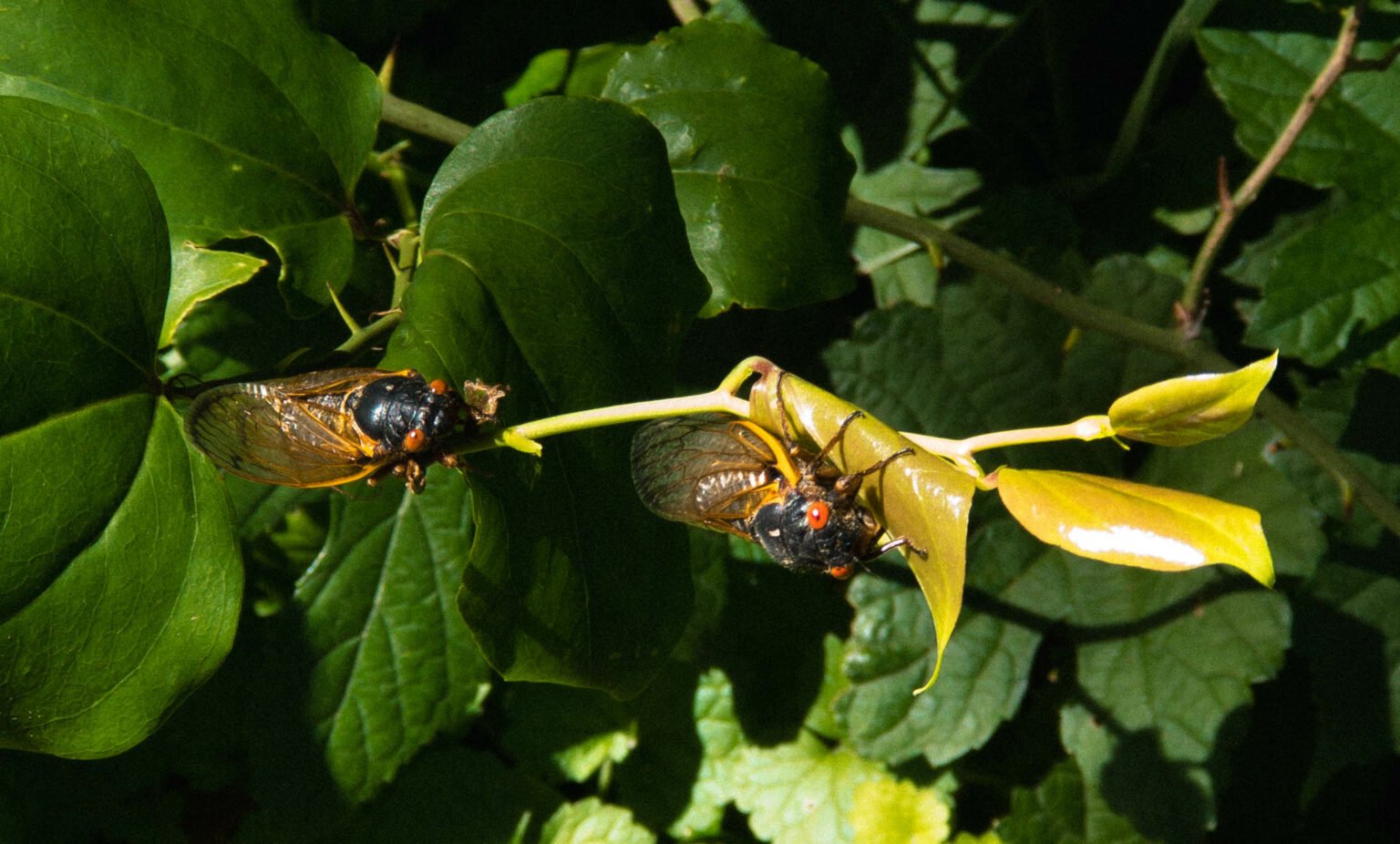 Two 17-Year Cicadas – Brood X 2021