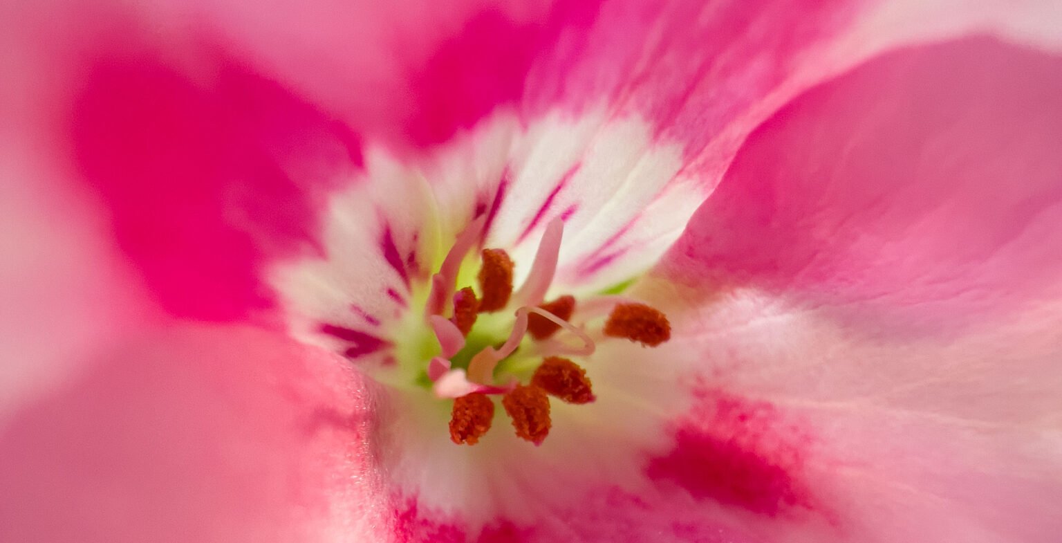 Geranium Close Up