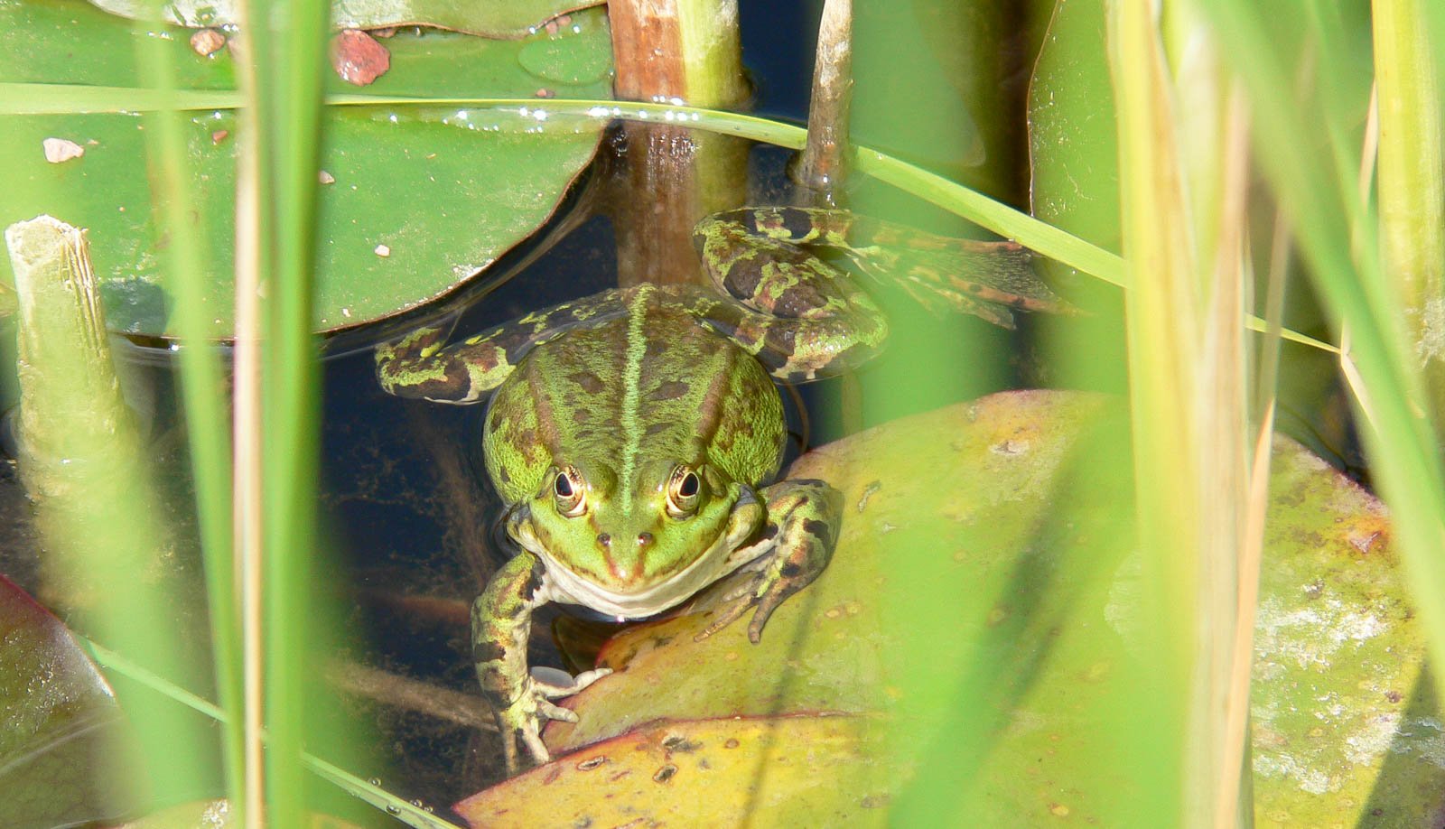 The smiling frog The smiling frog