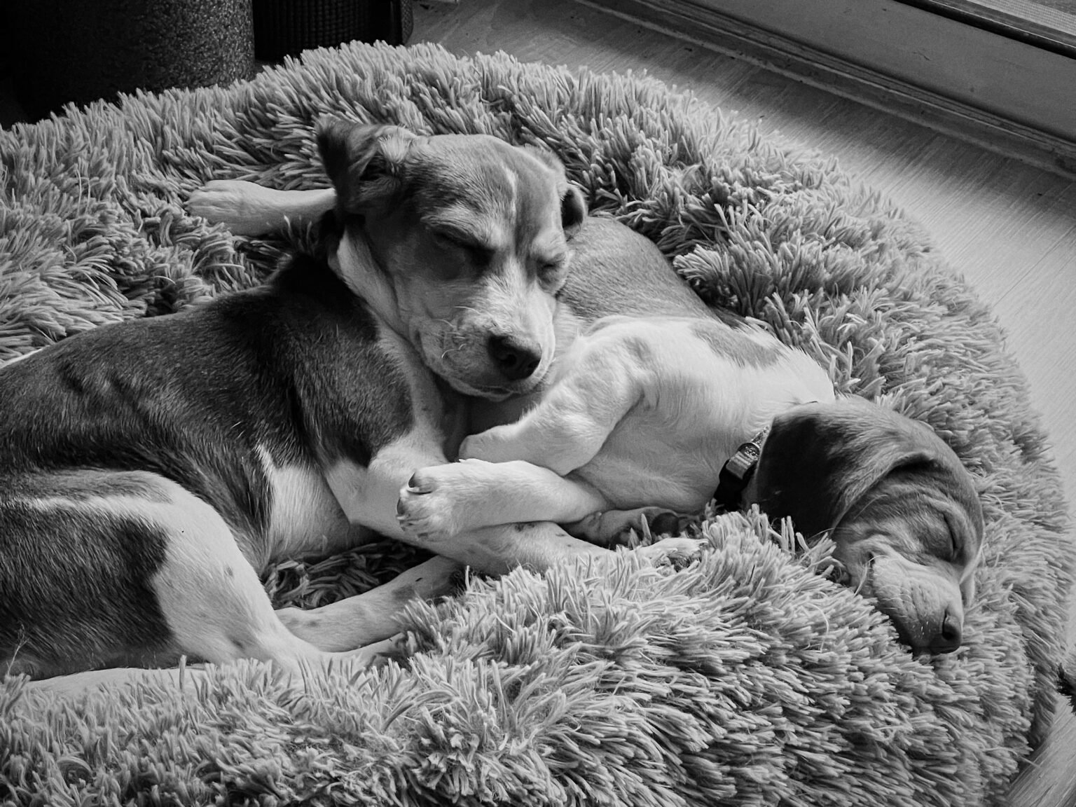 Beagle Portraits in Black & White