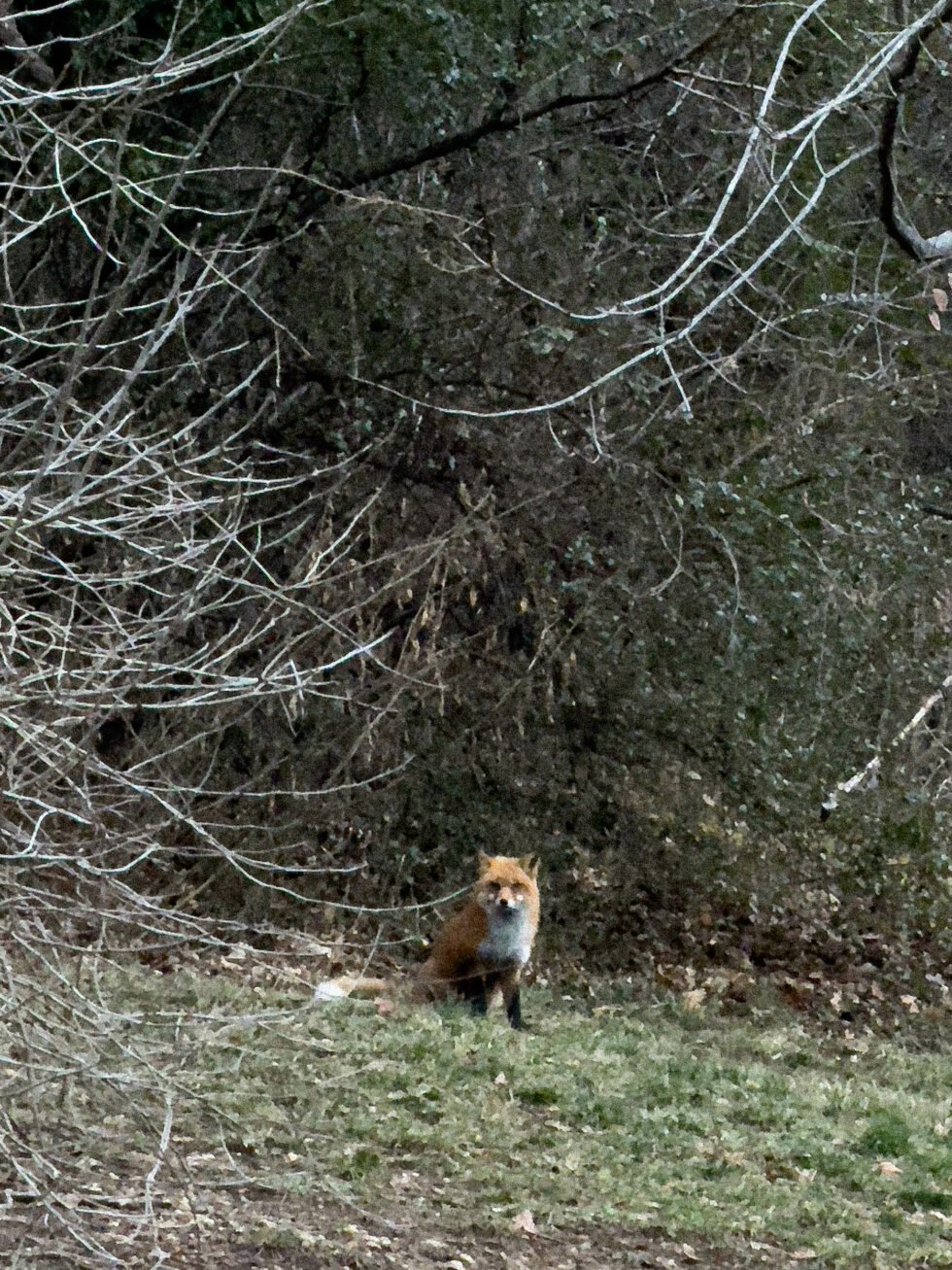 Week 1 – the fox in our backyard