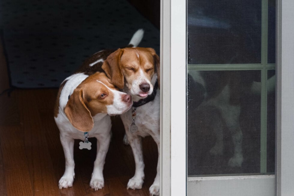 Week 4 – my beagles lucy and betty