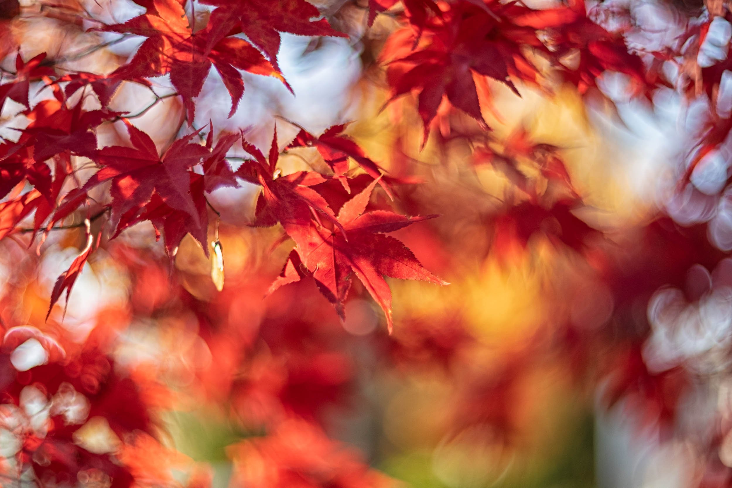 Fall leaves, wild and beautiful