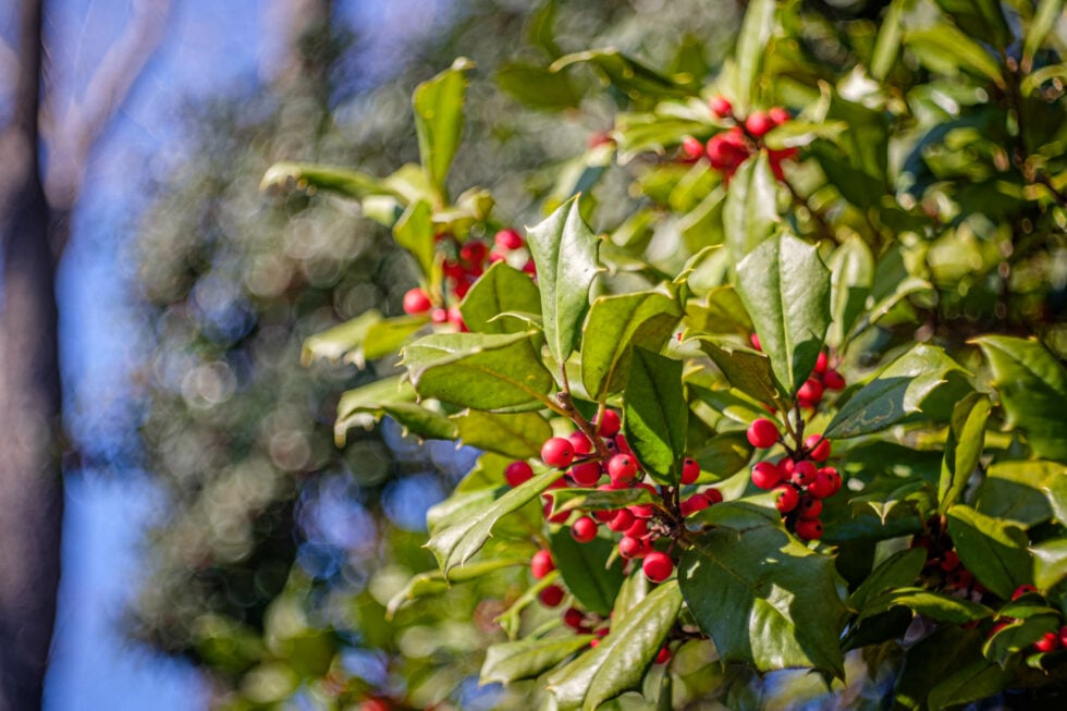 Week 5 – the holly tree – a splash of color in the winter