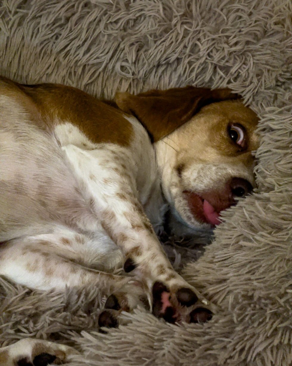 Week 6 – my goofy beagle