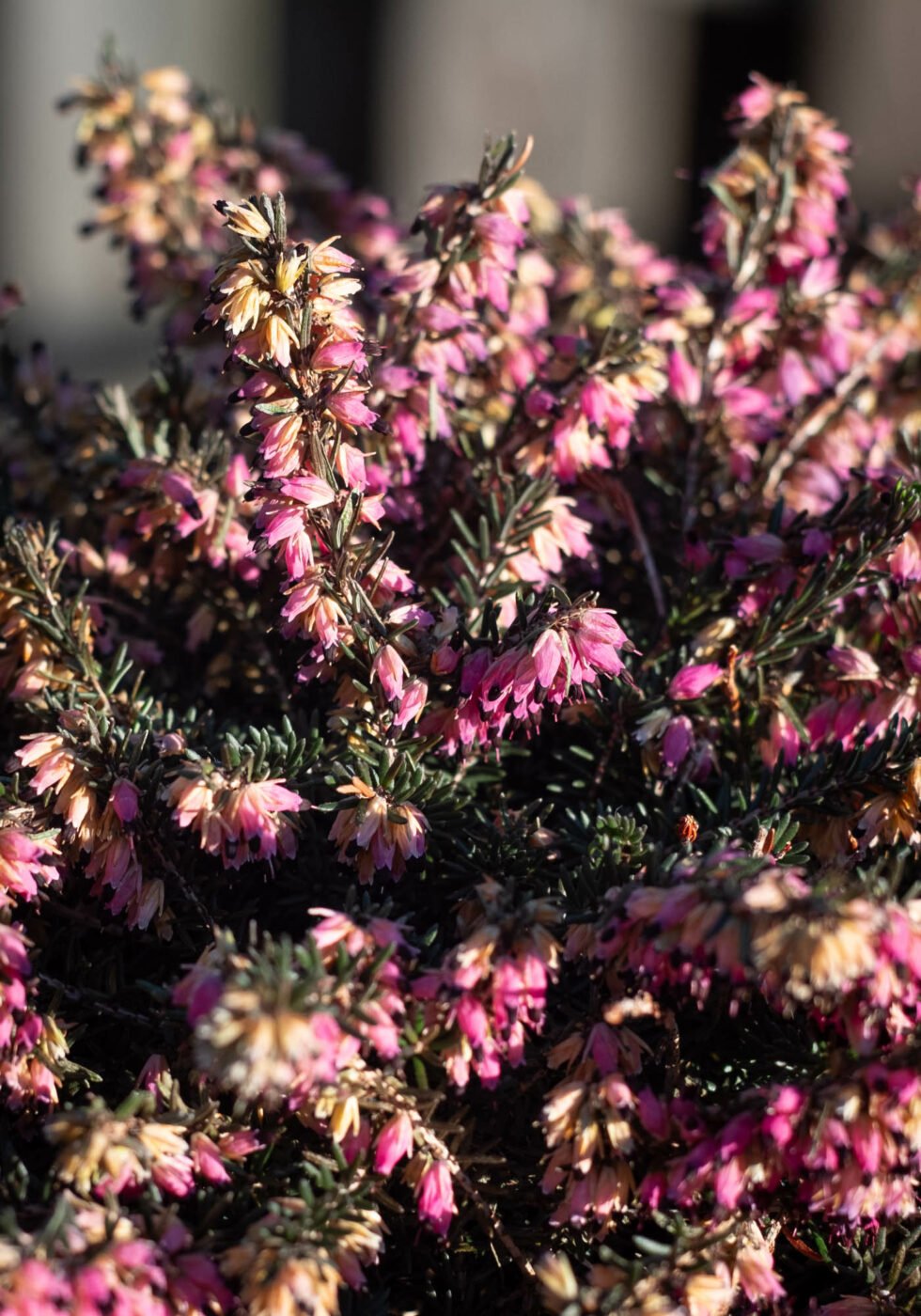 Week 8 – erica in the winter sun