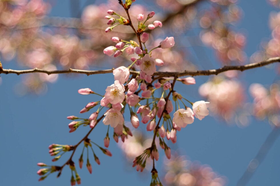 Week 11 – cherry blossoms near the tidal basin
