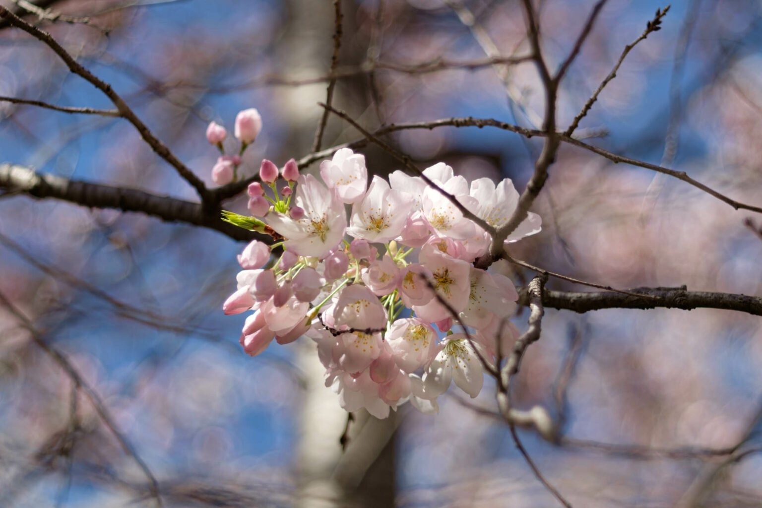 Cherry Blossoms 2024 in Washington DC