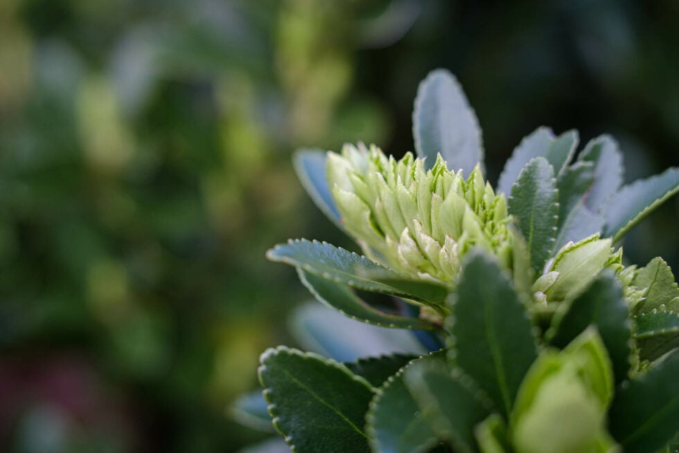 Week 10 – boxwood coming alive again
