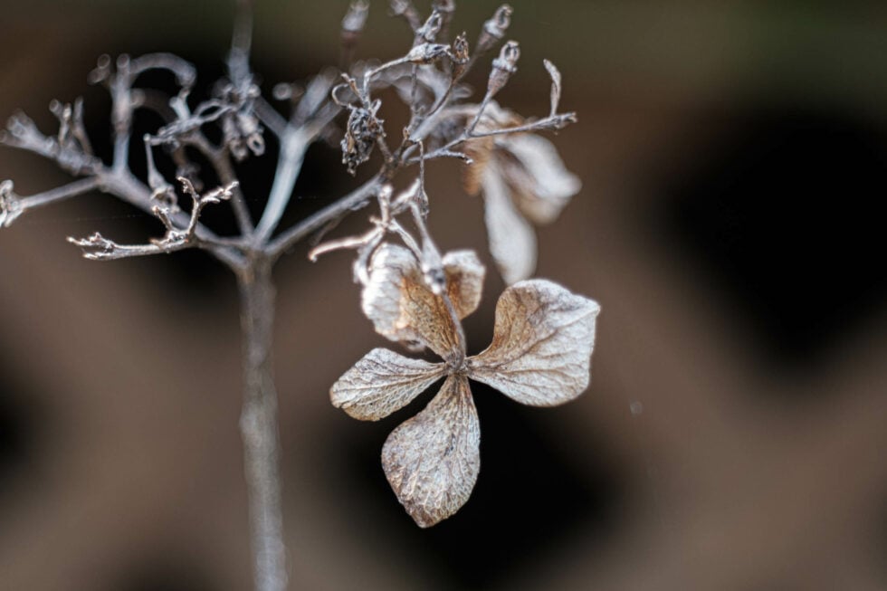 Week 13 - last years blossom