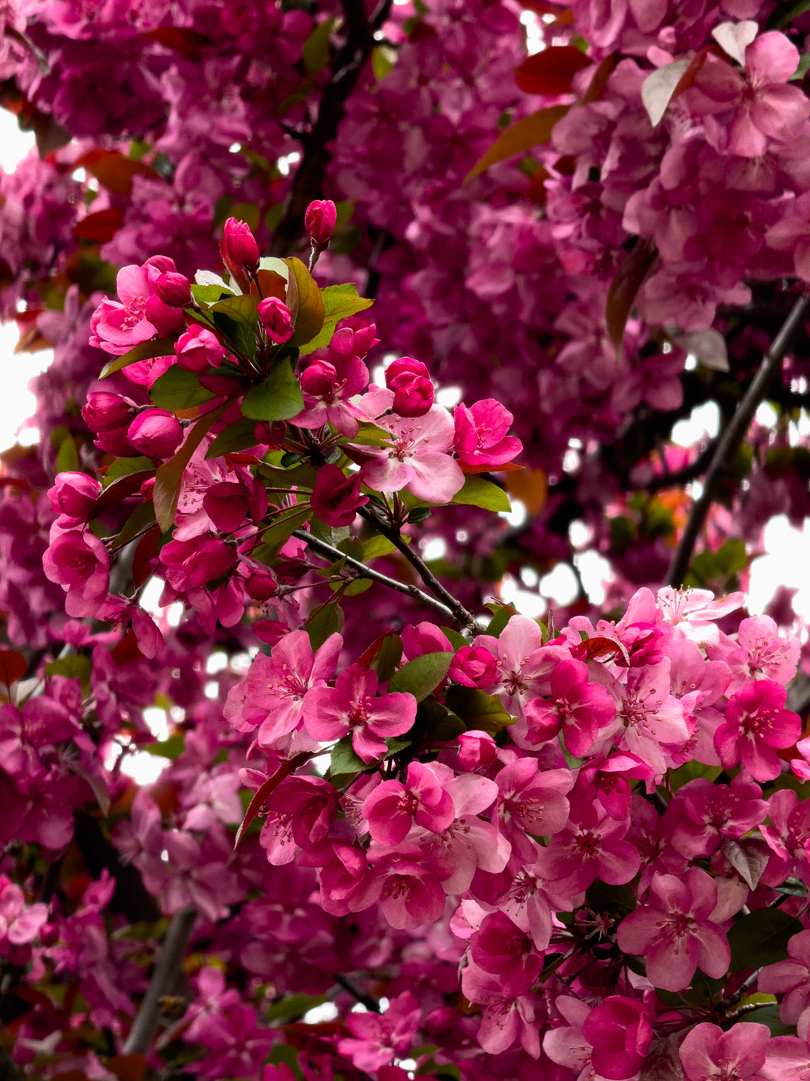 Japanese crabapple tree in full bloom