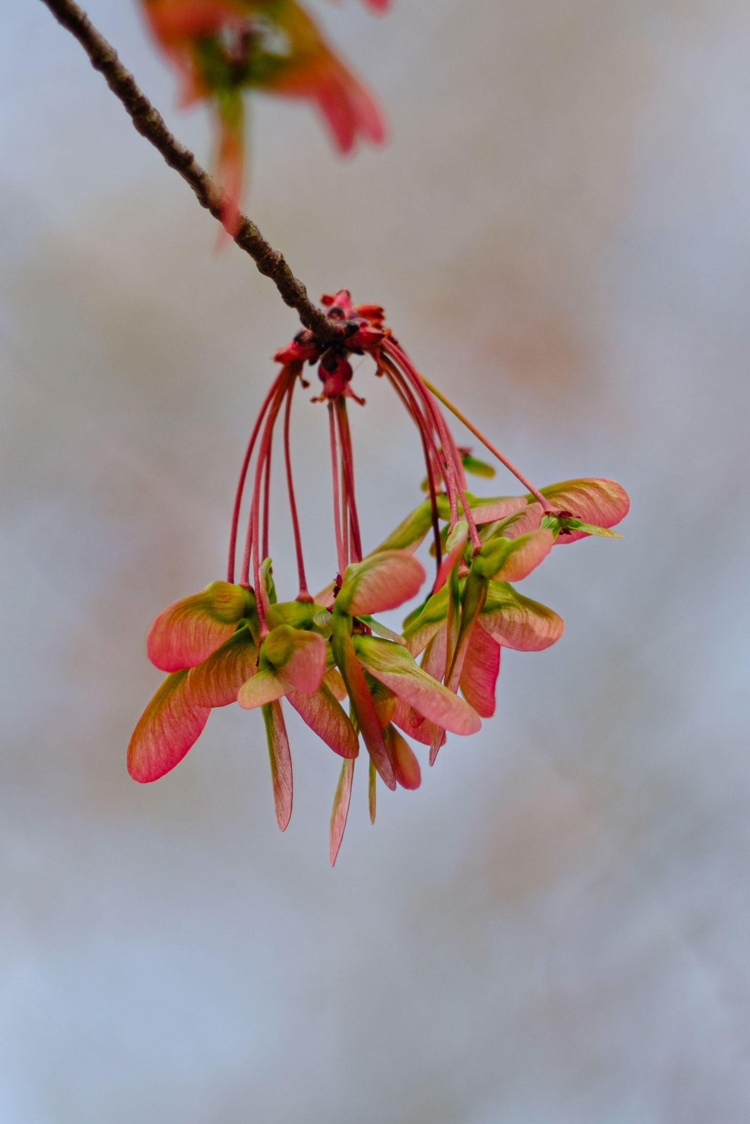 Maple seeds