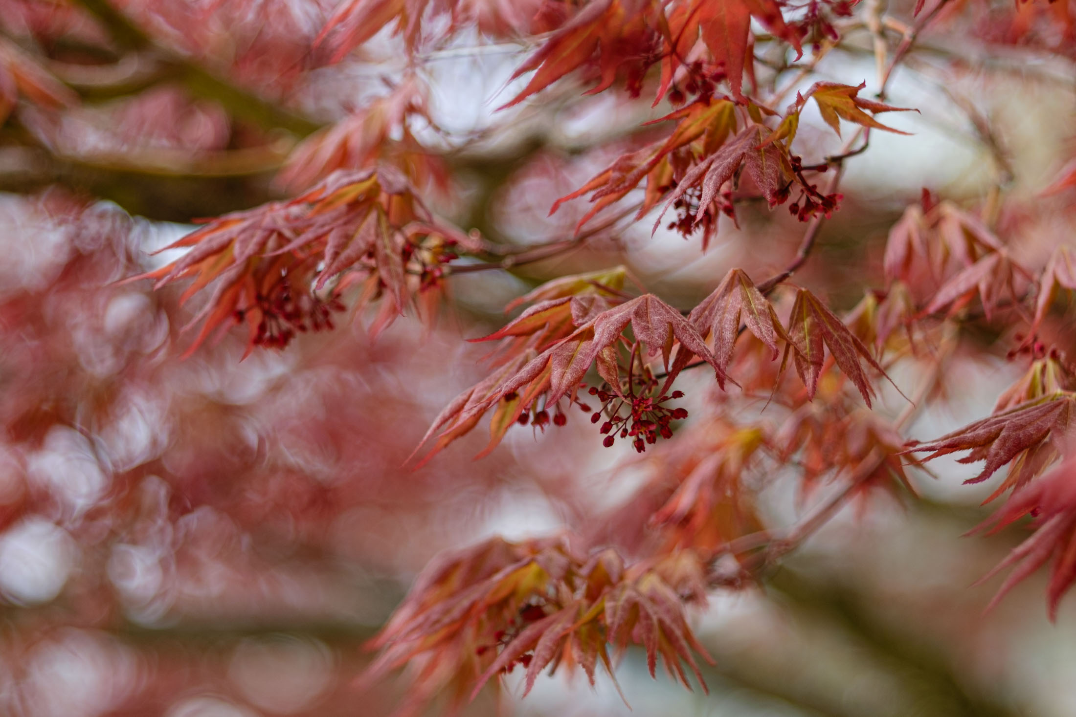 Easter Morning Walk - Japanese Maple