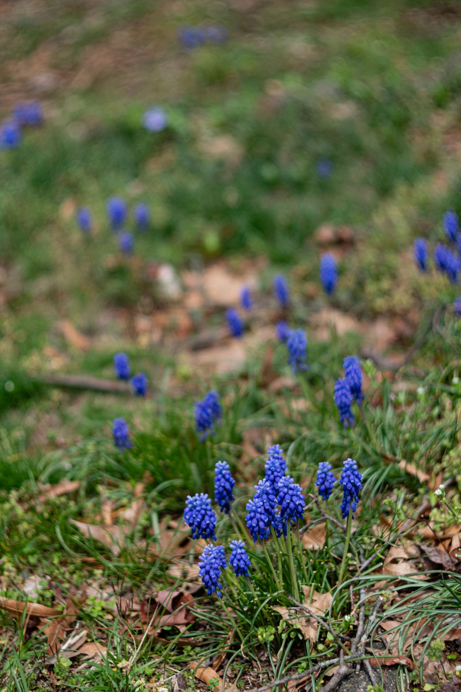 Grape hyacinth
