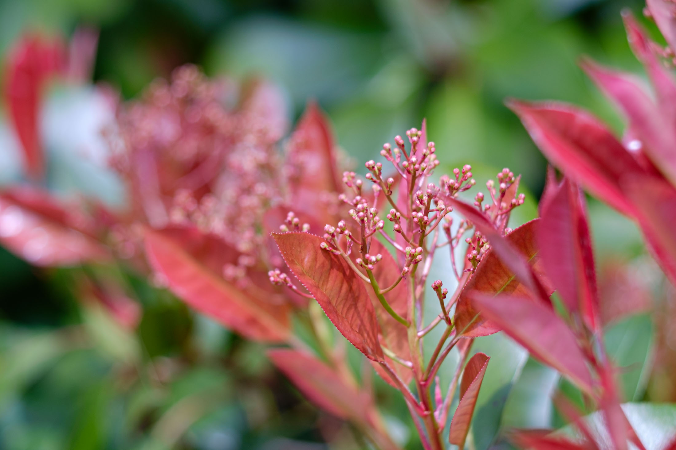 Chokeberry in bloom