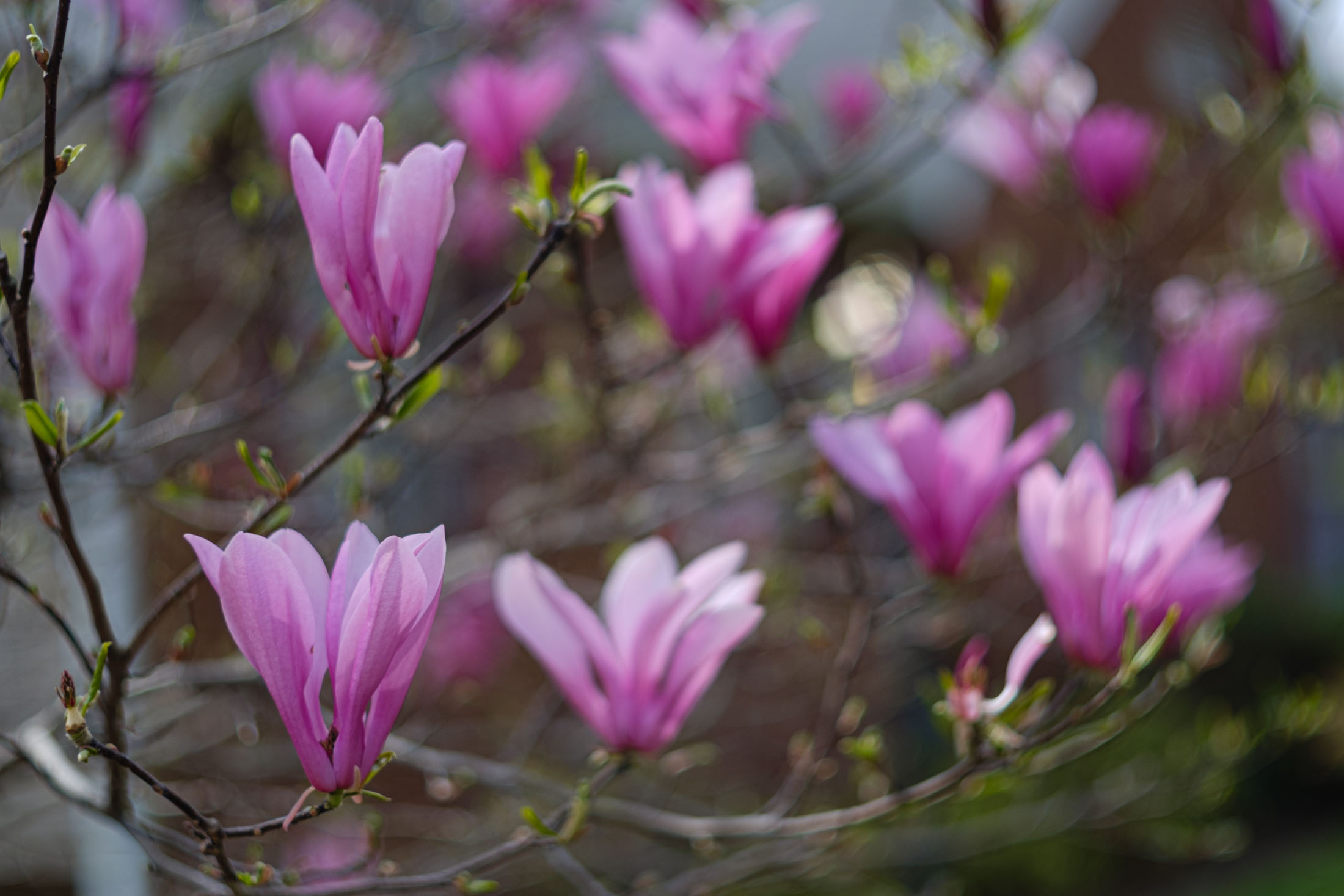 Magnolia liliflora