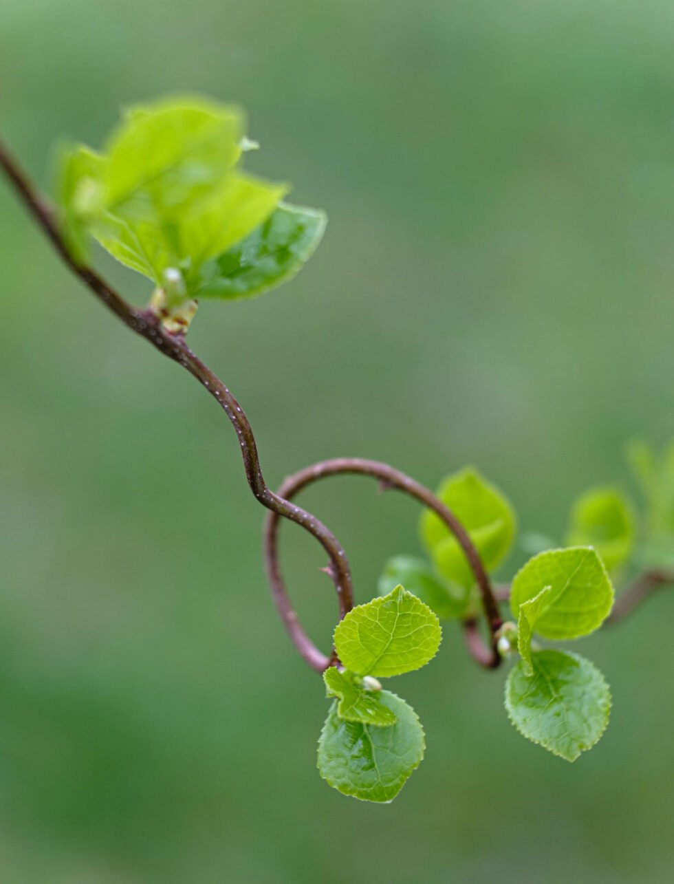 Week 14 - green spring leaves
