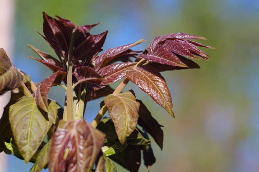 Week 15 – tree of heaven