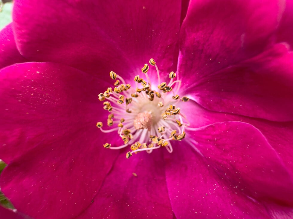 Week 20 - a rose after the storm