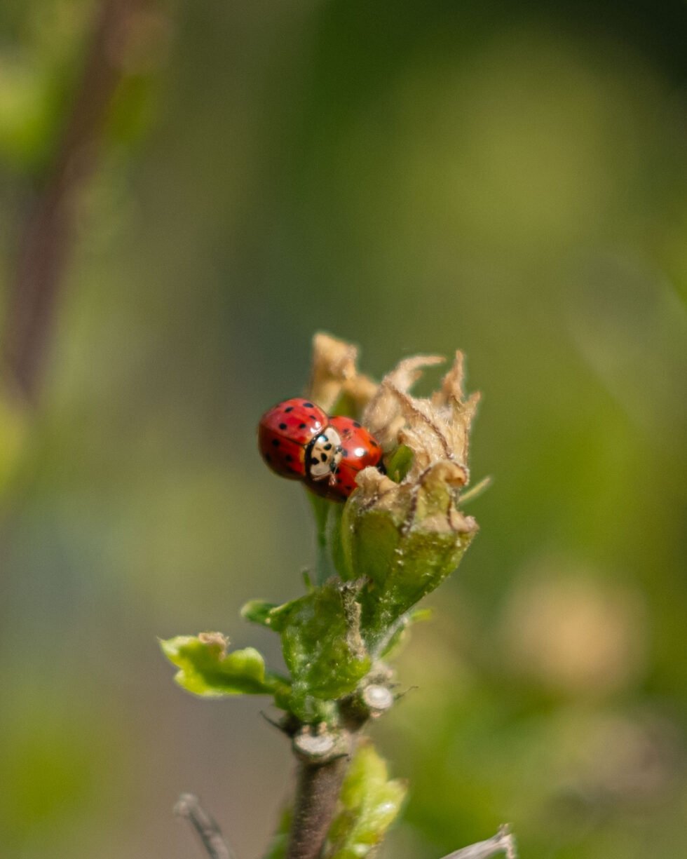 Week 18 – ladybugs