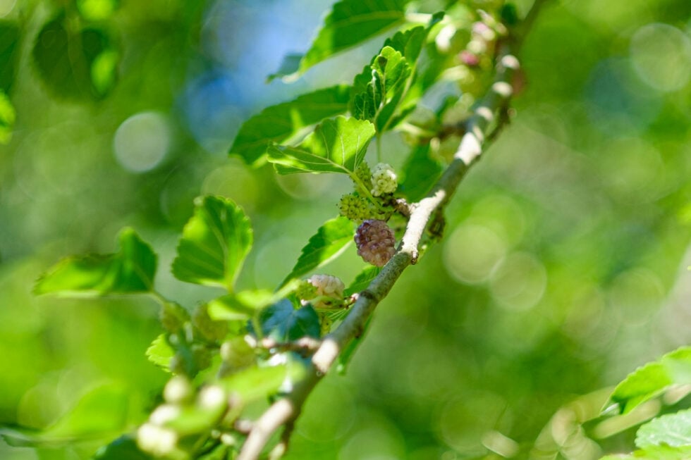 Week 22 – mulberry berries