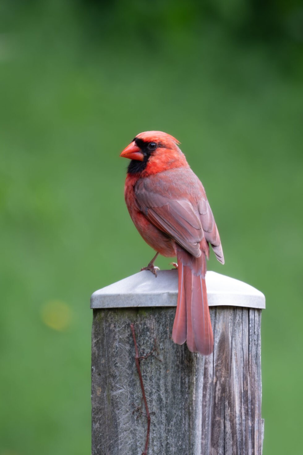 Week 21 - male red cardinal