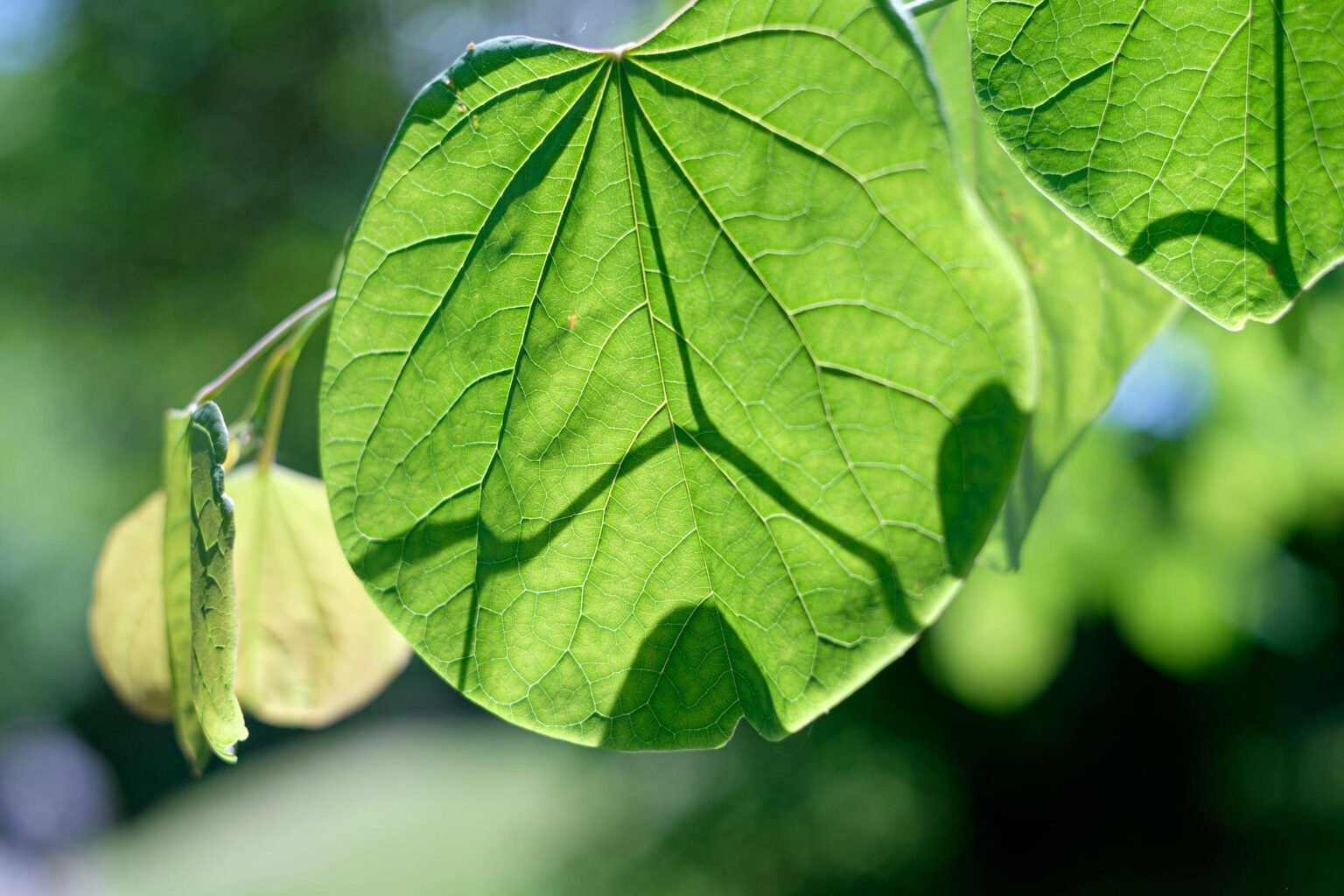 Green: Subtle Details and Textures of Plants in Spring