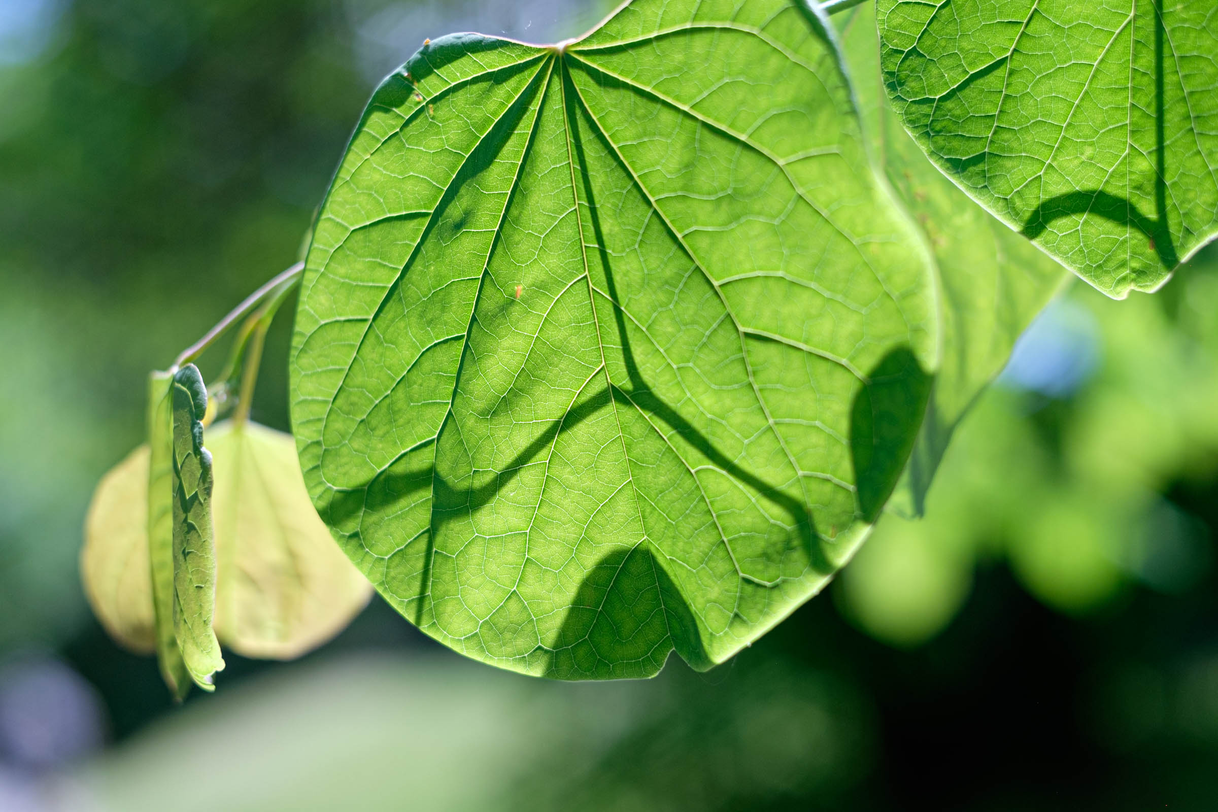 A close up of a green leaf
