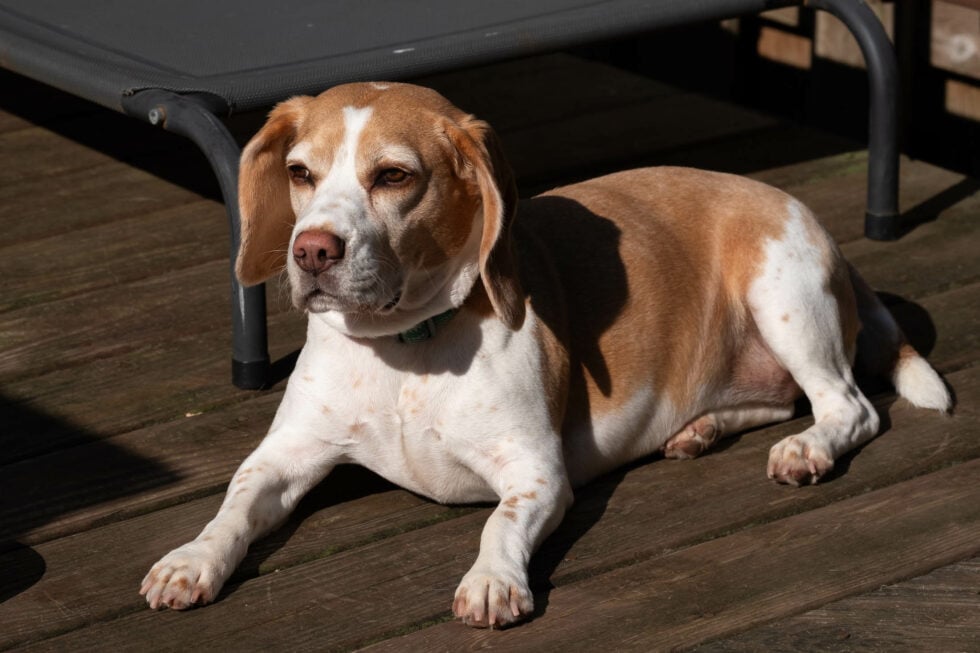 Project 52 - week 24 - beagle luna