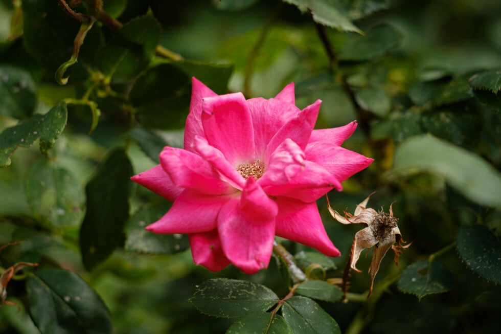 Project 52 - week 25 the rose