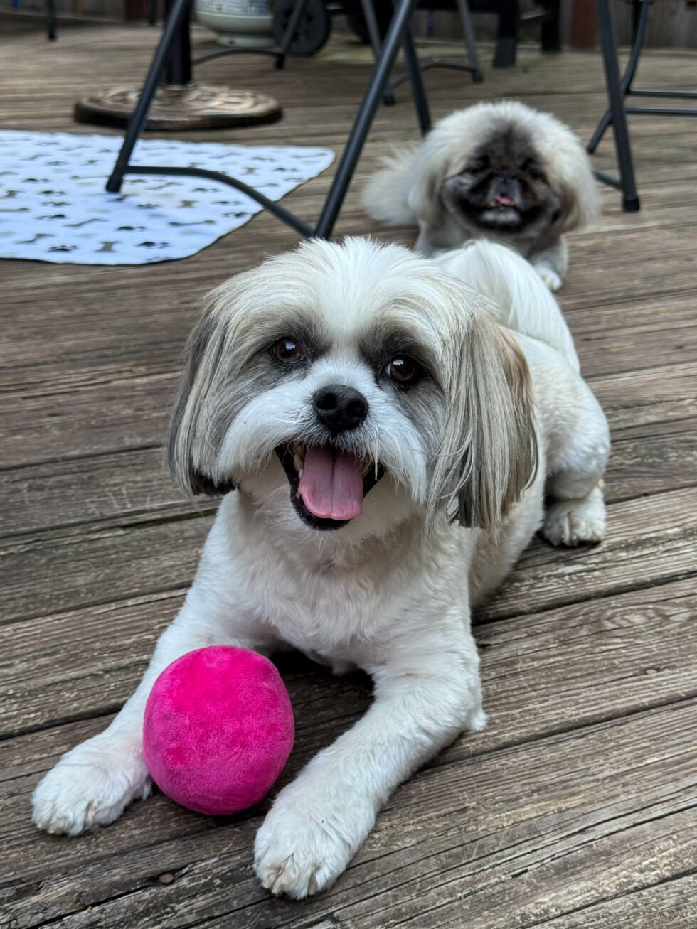 Week 28 – leo and bling
