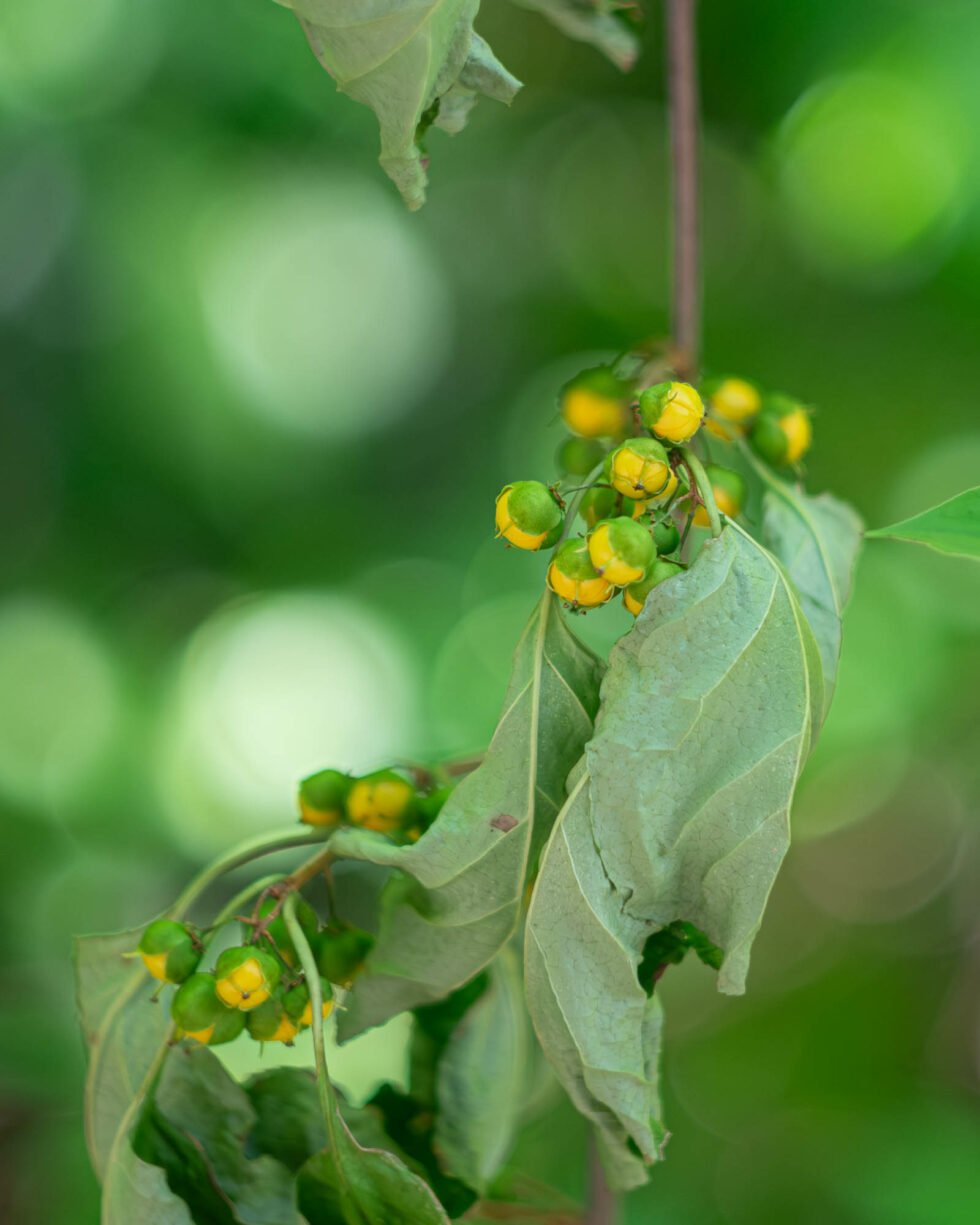 Week 30 – celastrus scandens – american bittersweet
