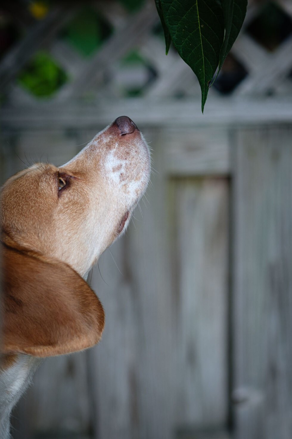 Week 31 – betty and the leaf