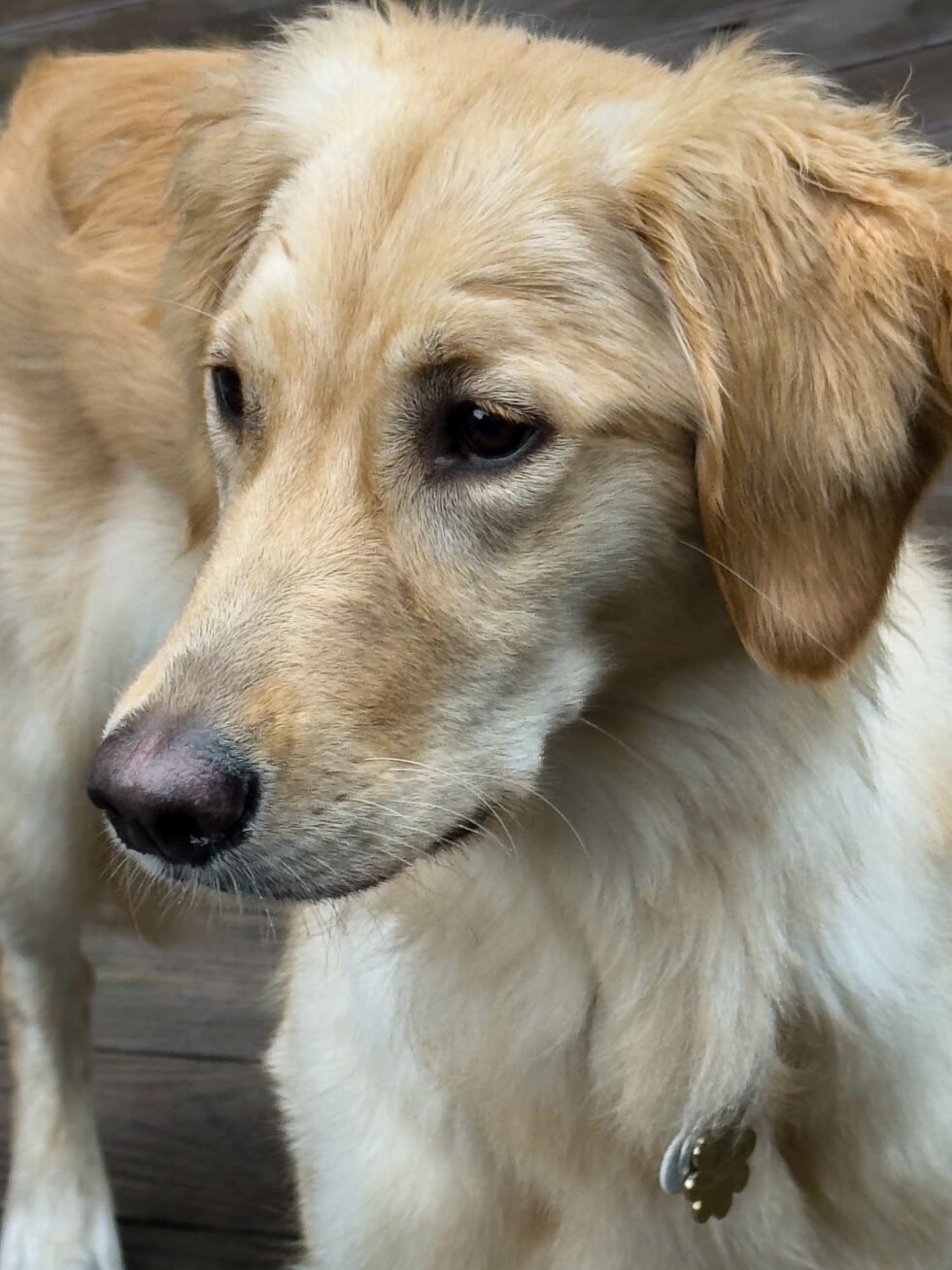 Week 32 – millie, the golden retriever