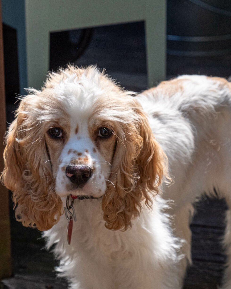 Week 33 – lexi the cocker spaniel puppy