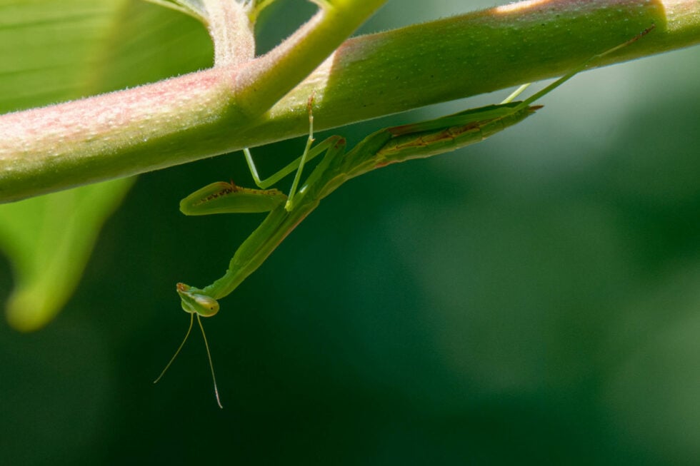 Week 35 – praying mantis