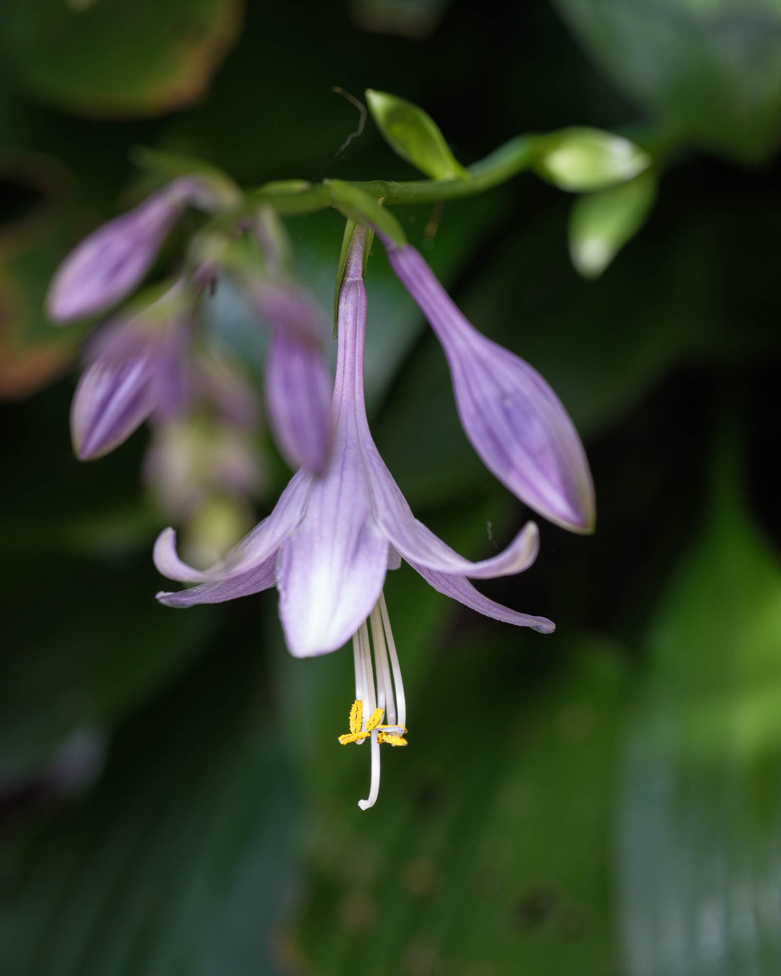 Plantain lilly