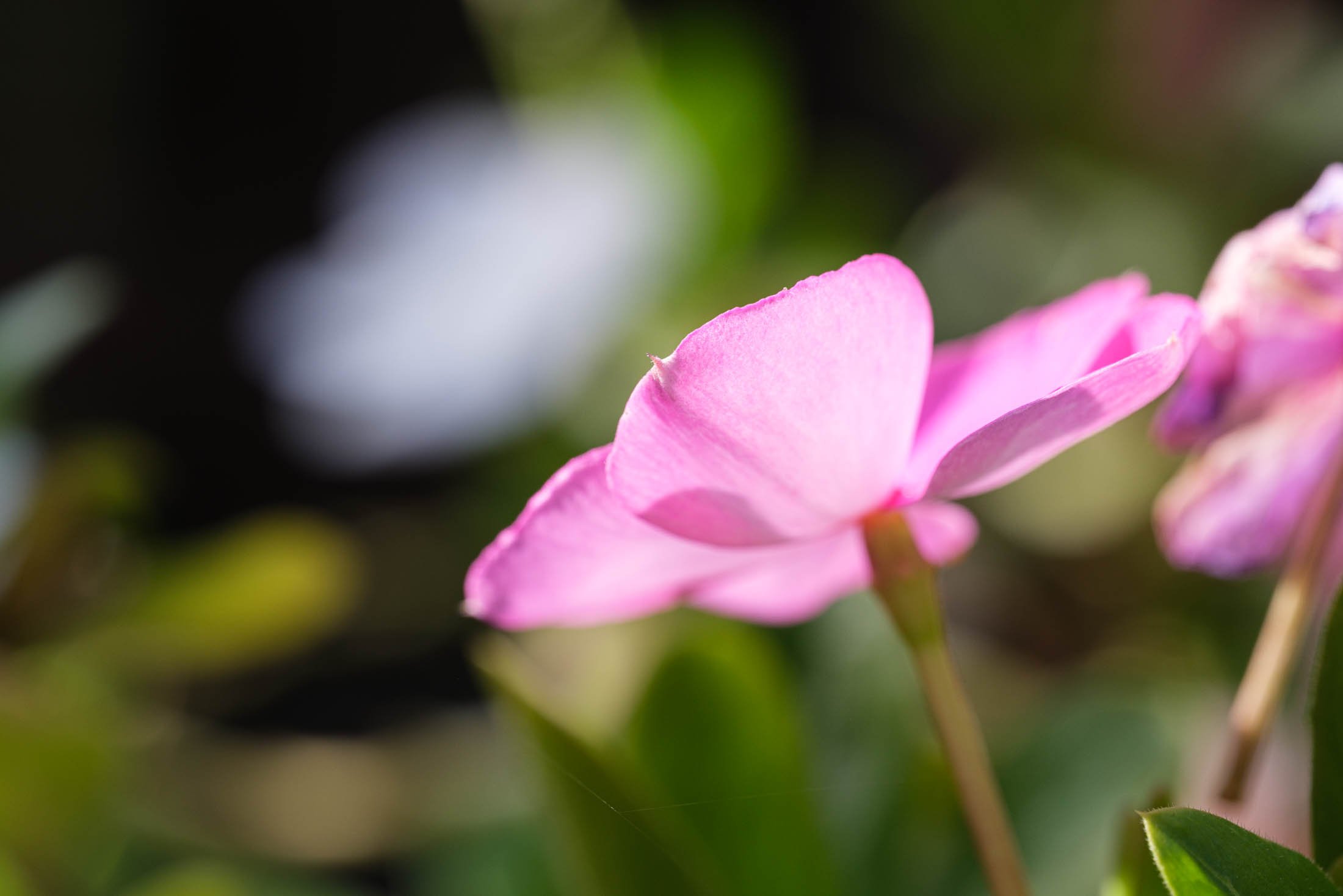Madagascar periwinkle
