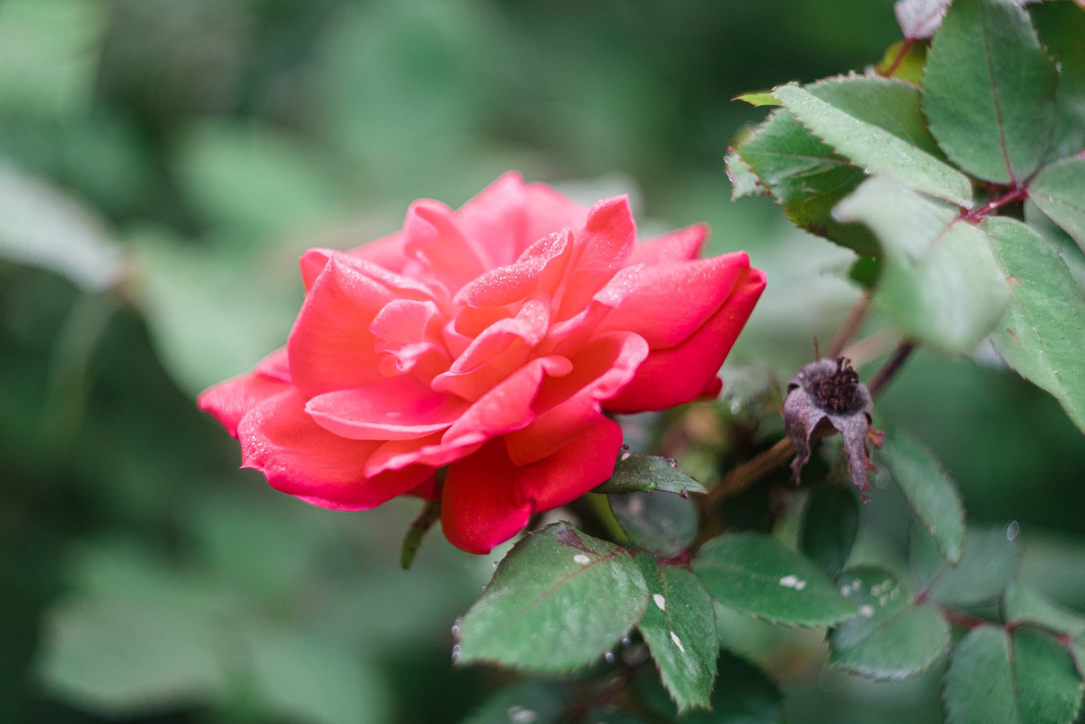 The rose