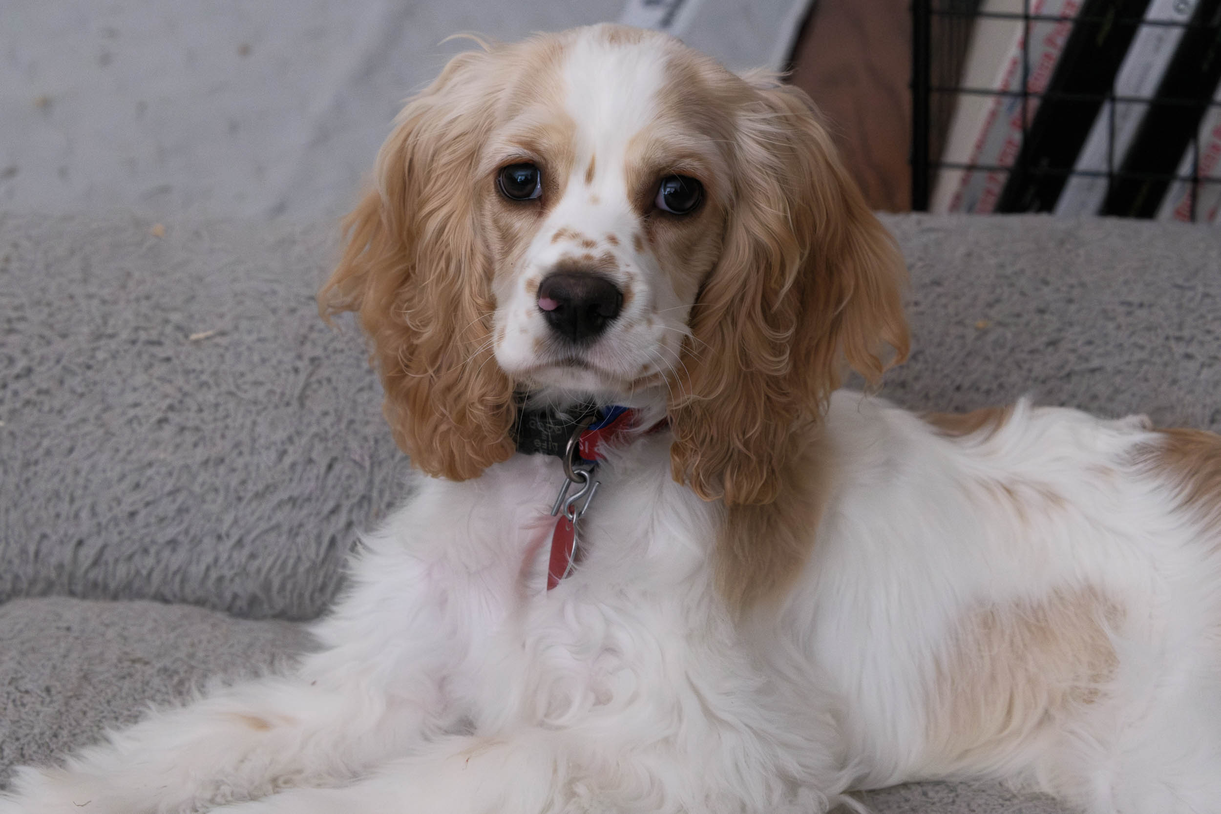 Lexi Lexi, the cocker spaniel puppy