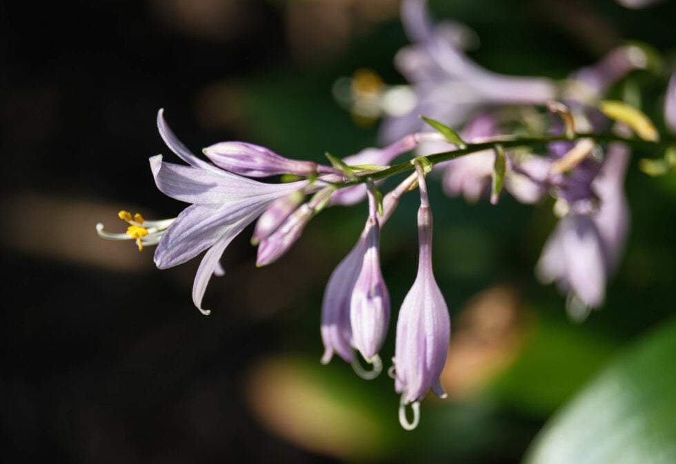 Week 37 – plantain lilly