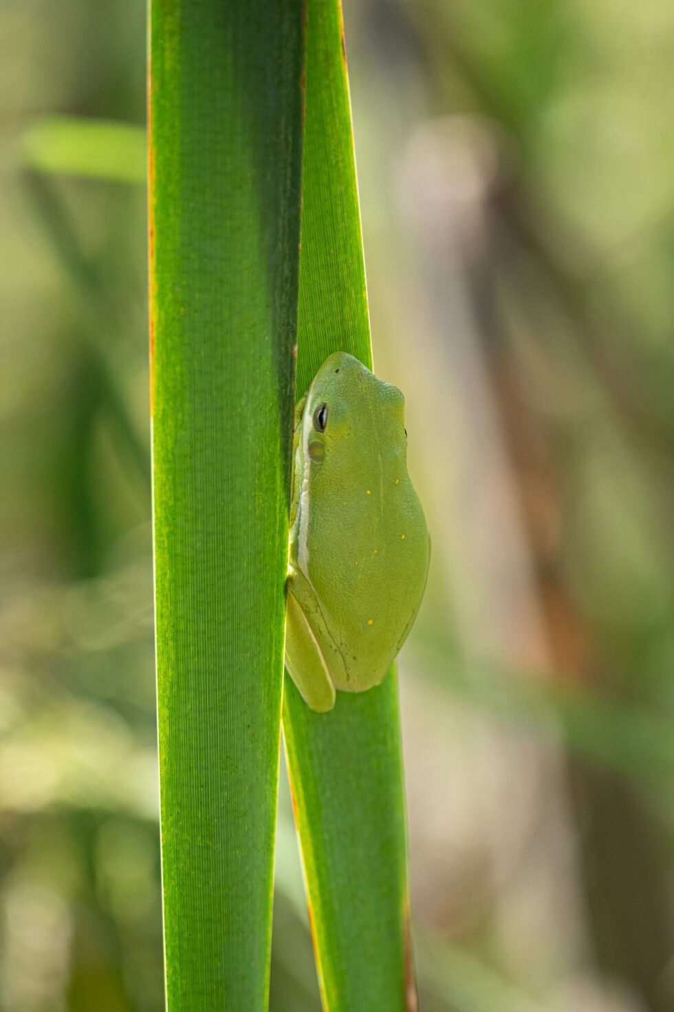Project 52 - week 40 - green tree frog