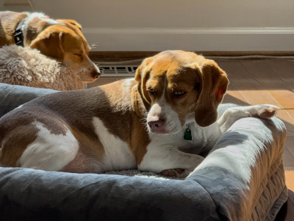 Week 42 – lucy and betty