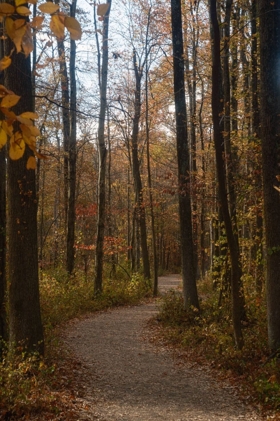 Week 45 – fall forrest in the morning