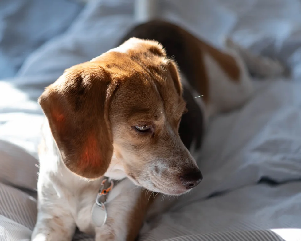 Week 48 – betty the beagle