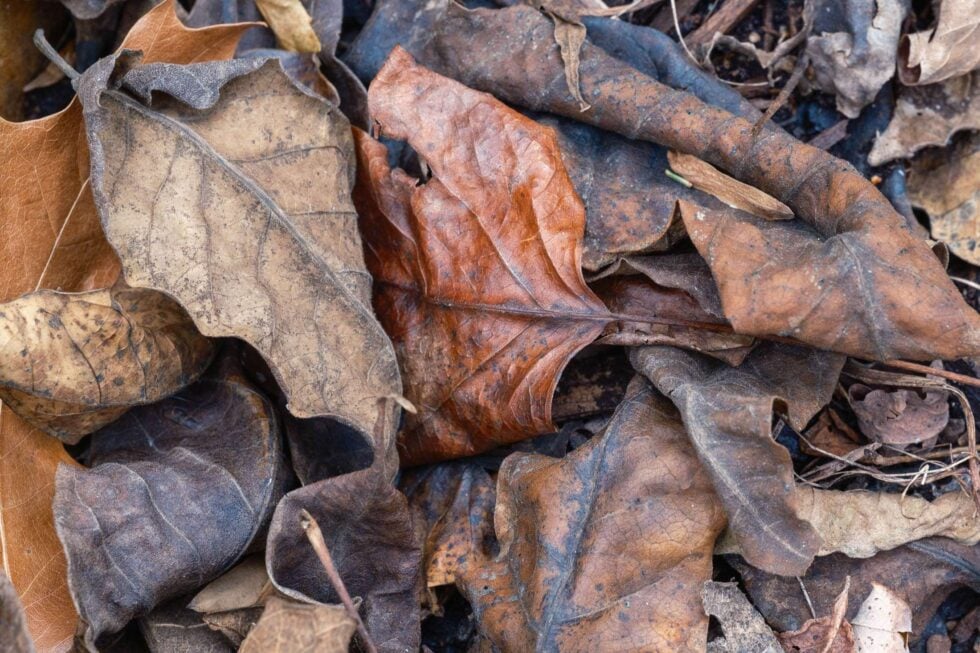 Week 50 - fall leaves