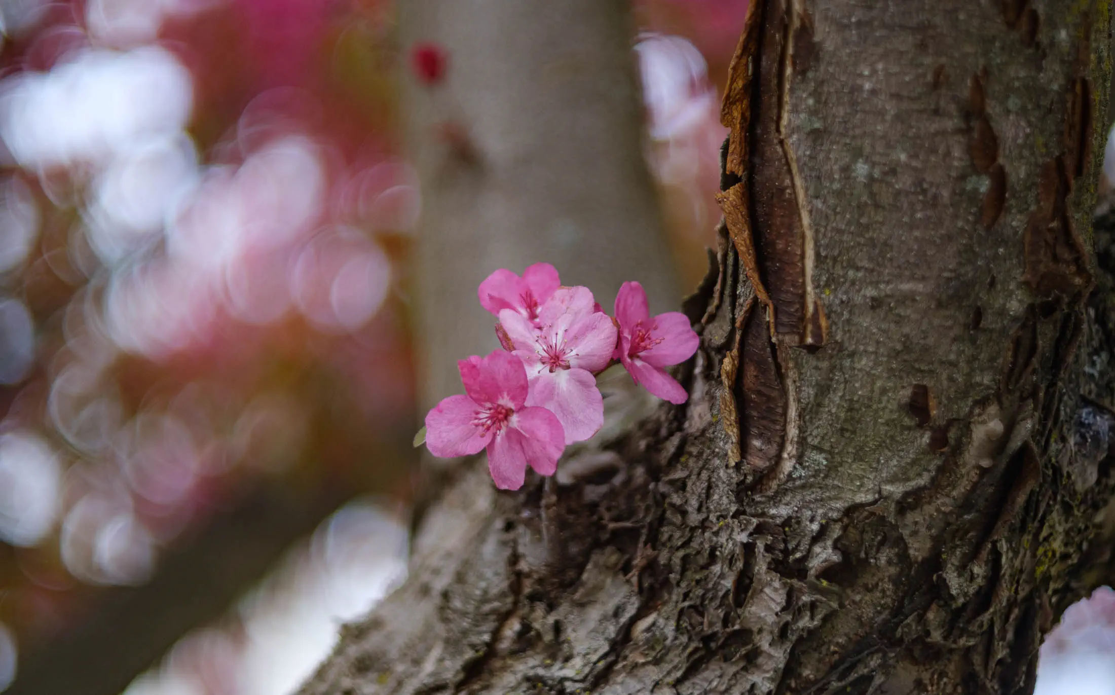 Spring-2024 Pink cherry blossoms in the spring