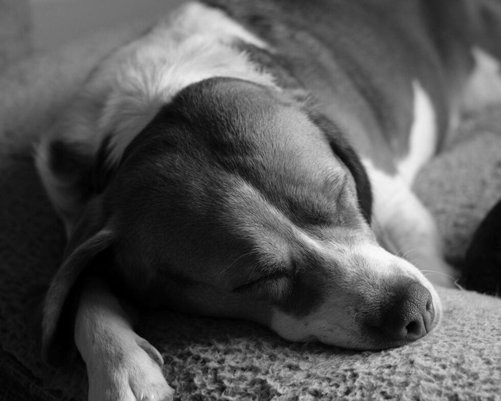 Week 10 - black & white