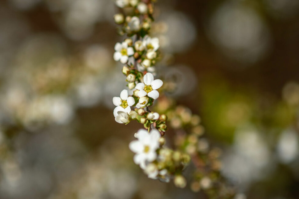 Week 12 - shallow depth of field